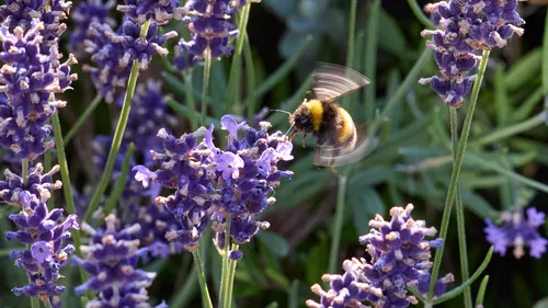 This is a nature photograph showing a bumble bee in mid-flight approaching lavender plants with vivid purple flowers. Taken during the evening in summer, the image captures the interaction between insects and plants as the bee hovers with its wings visibly blurred due to motion. The scene demonstrates a typical activity among bees, which are attracted to lavender blossoms commonly found in summer gardens. The photo emphasizes the relationship between bees and lavender, illustrating how insects play a role in pollination within a vibrant garden setting. No prominent landmarks are visible, as the focus remains on the bumble bee and the surrounding lavender plants.